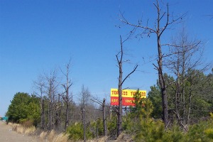 NC tree poisoning