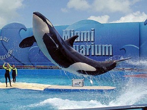 Leisure parks chain looks to buy Miami Seaquarium, South Florida’s iconic attraction