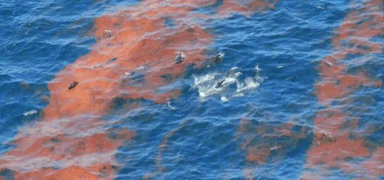 A pod of Dolphins swim amid reddish patches of surface oil in the blue waters of the Gulf of Mexico shortly after the Deepwater Horizon explosion 10 years ago.