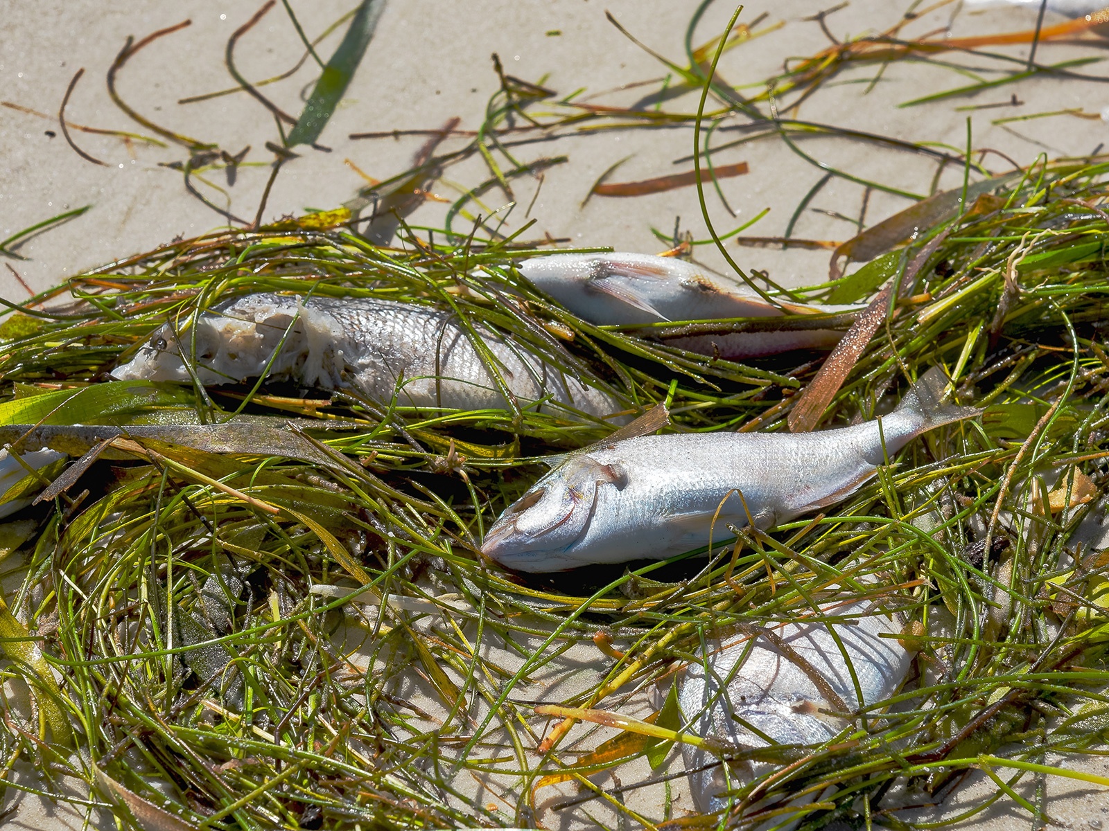 Building back Biscayne Bay: Do natural solutions hold hope?