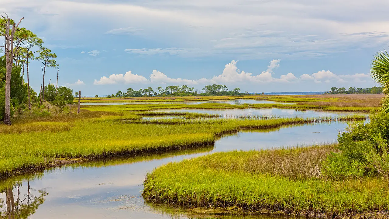 everglades