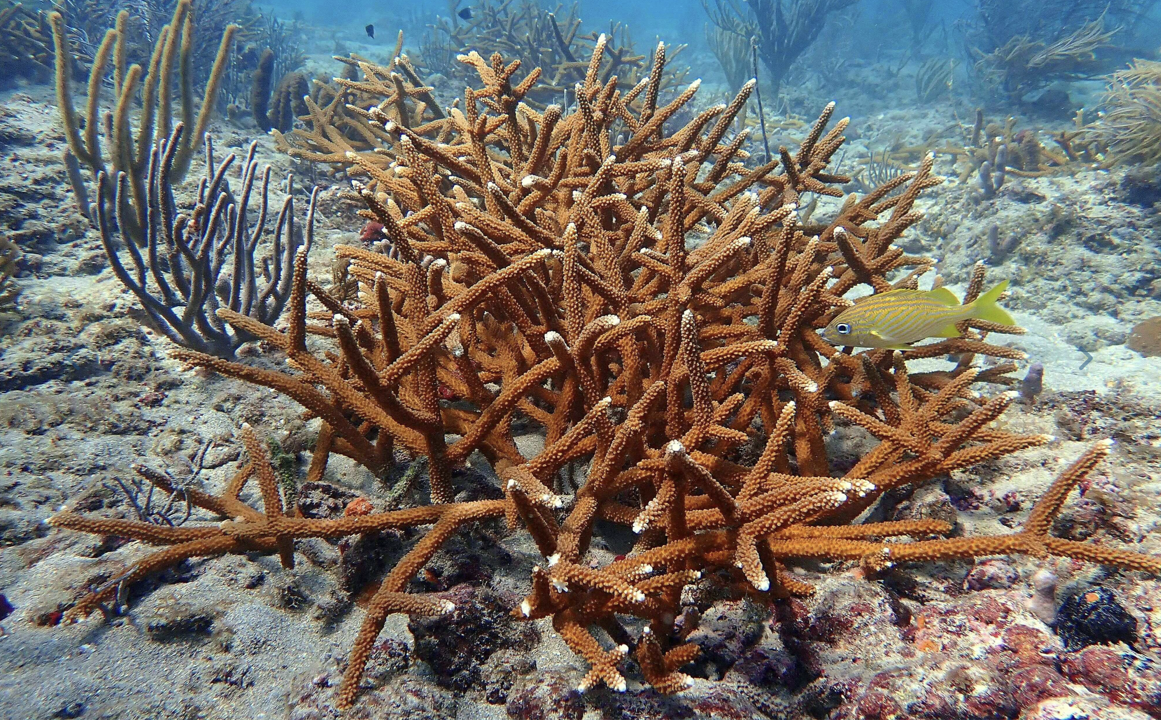 Billions at stake as Port Everglades dredging project puts fragile reef system at risk