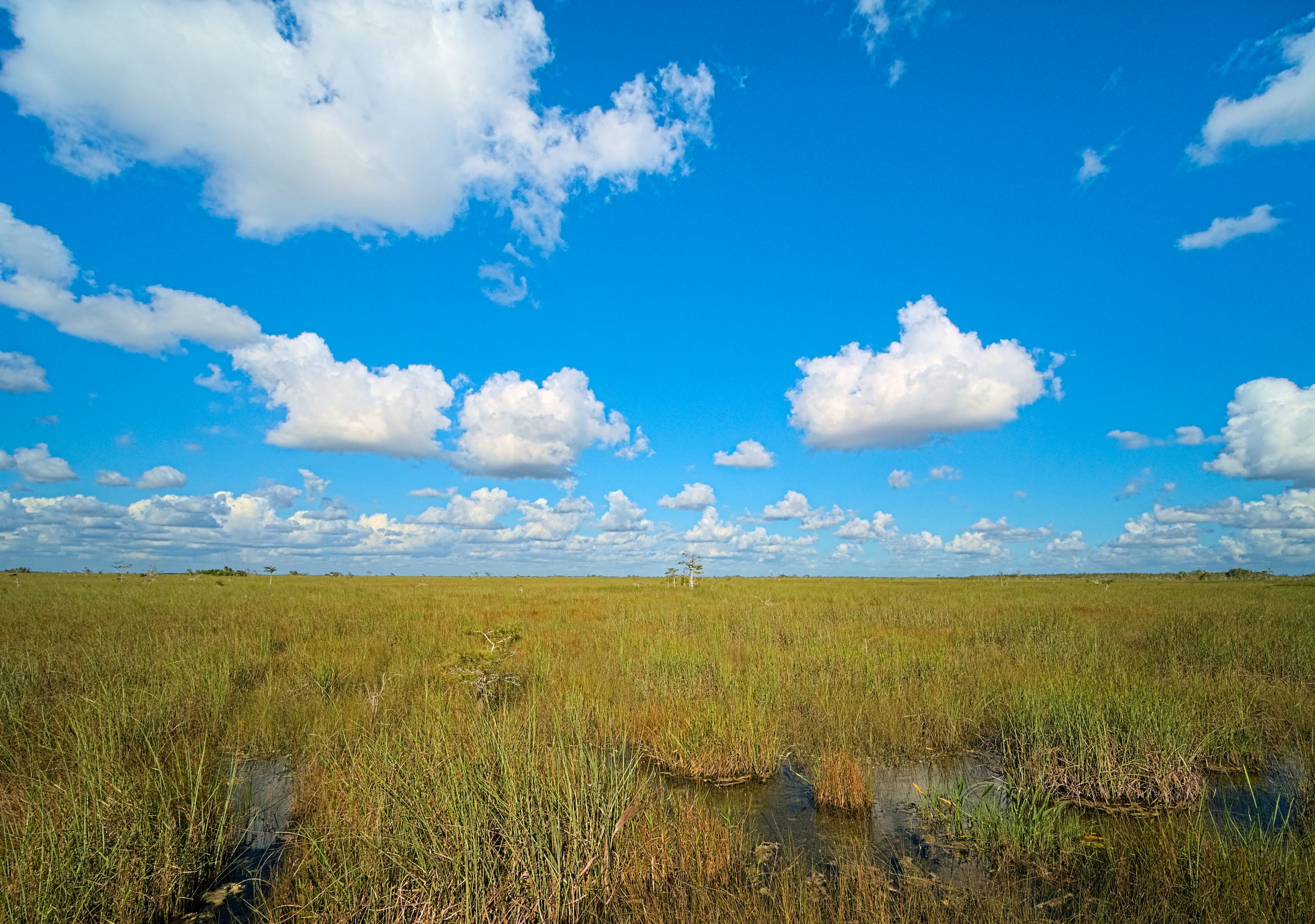 ‘Rescue the River of Grass’ campaign calls on Florida to buy 100,000+ acres of Big Sugar’s land